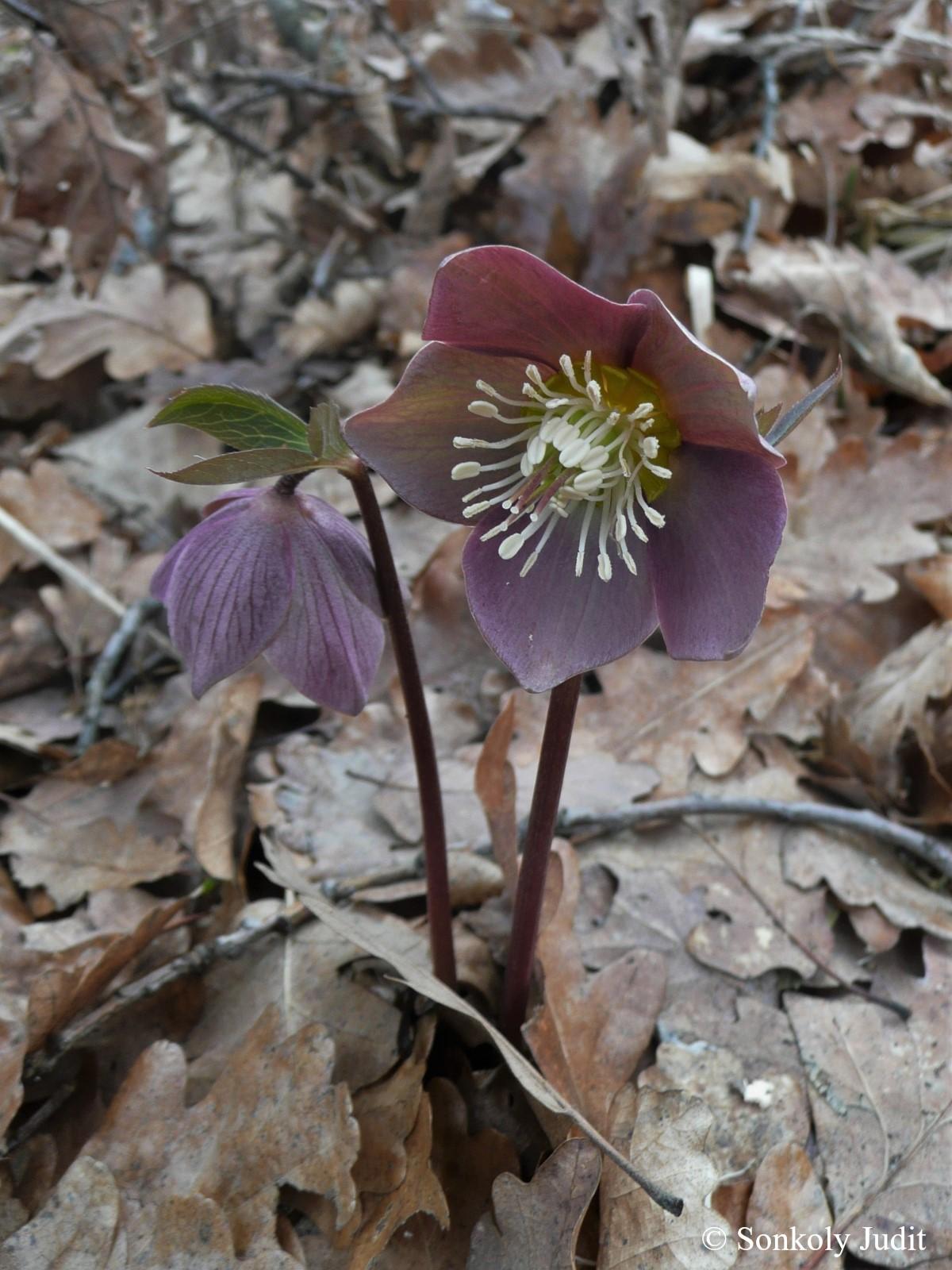 Helleborus purpurascens Waldst. et Kit.