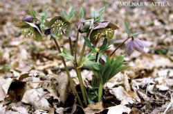 Helleborus purpurascens Waldst. et Kit. 2.Kép