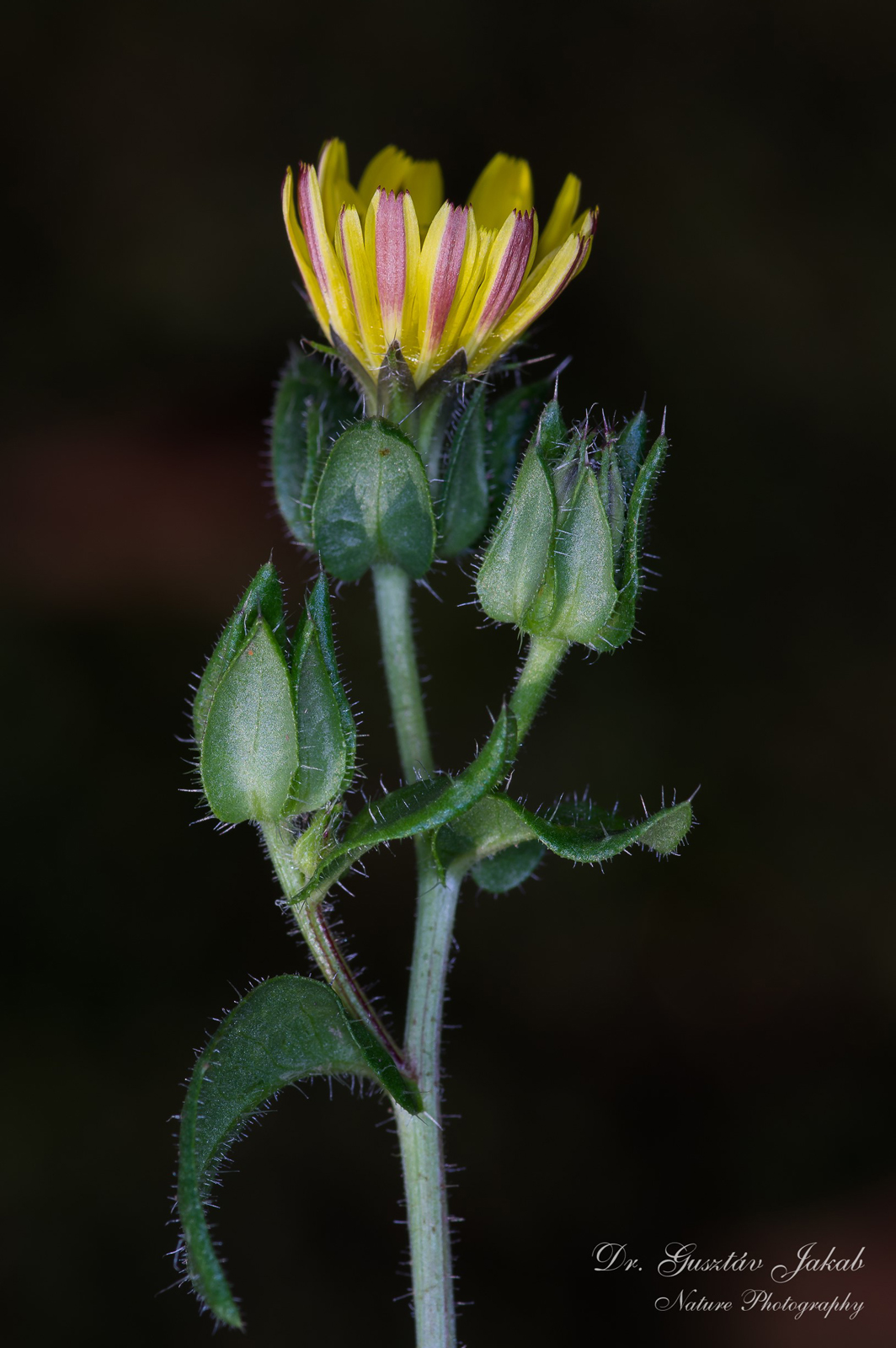 Helminthia echioides (L.) Gaertn.