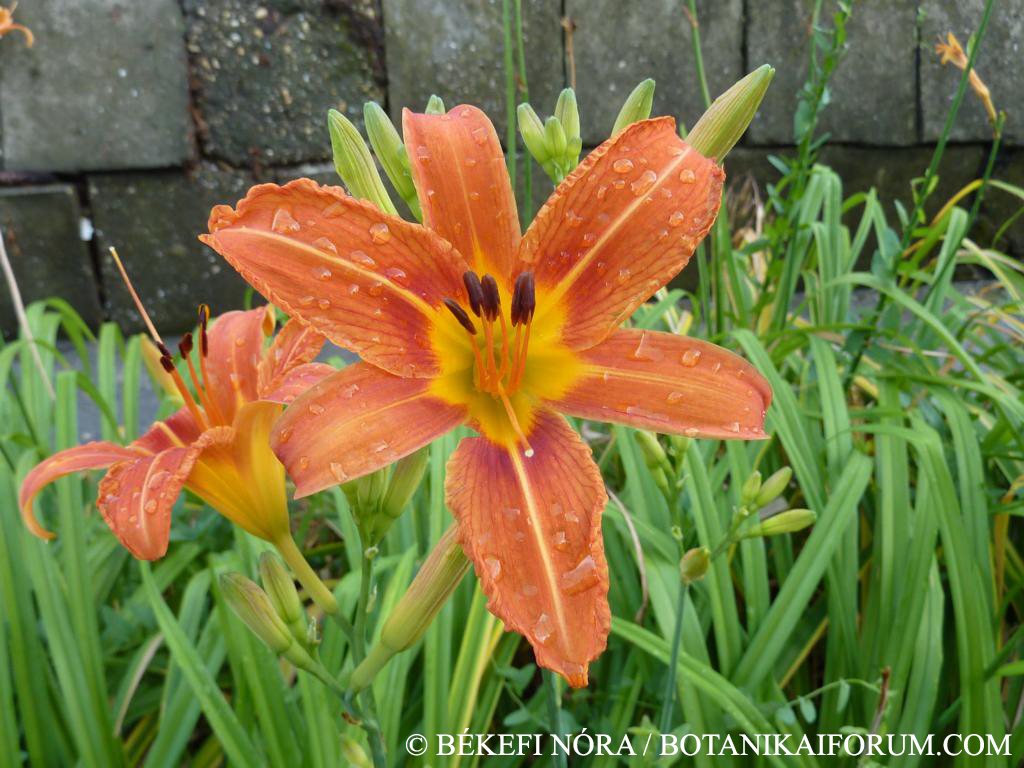 Hemerocallis fulva L.