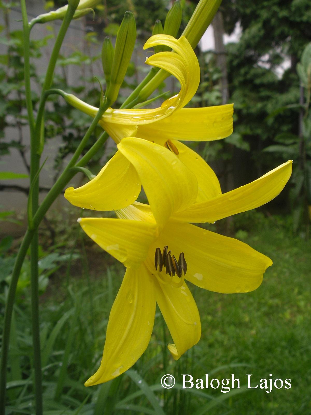 Hemerocallis lilio-asphodelus L.