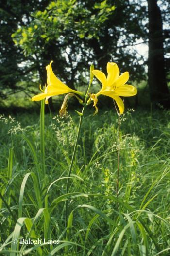 Hemerocallis lilio-asphodelus L. 2.Kép