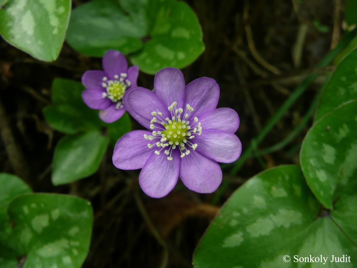 Hepatica nobilis Schreb.