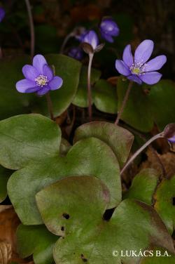 Hepatica nobilis Schreb. 2.Image