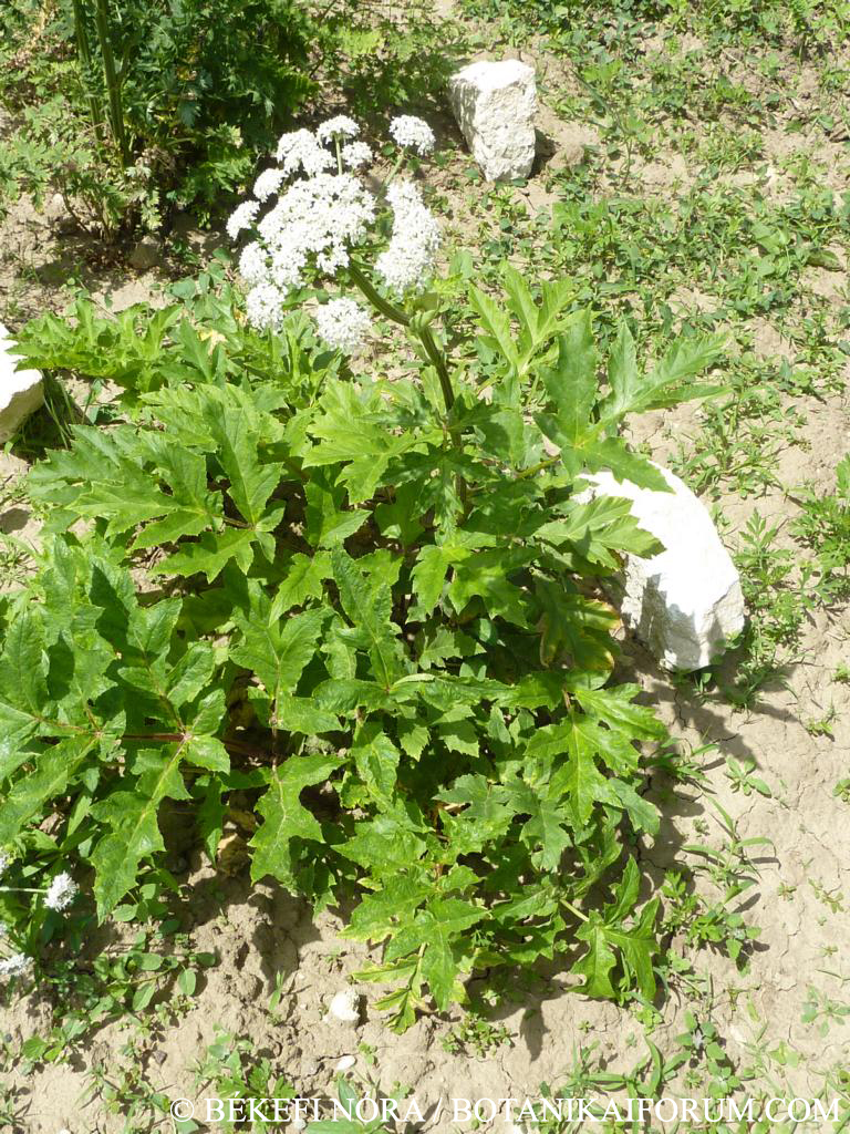 Heracleum mantegazzianum Sommier et Levier