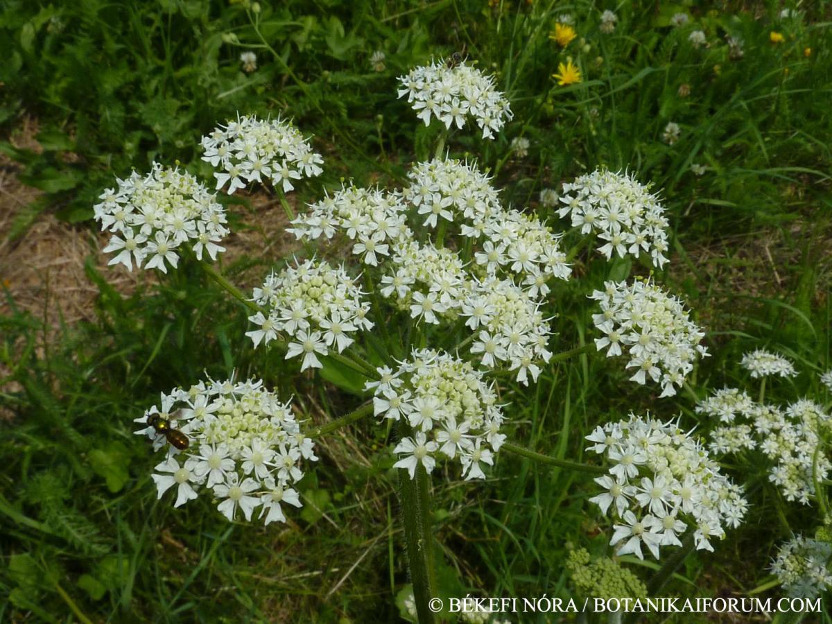 Heracleum sphondylium L.