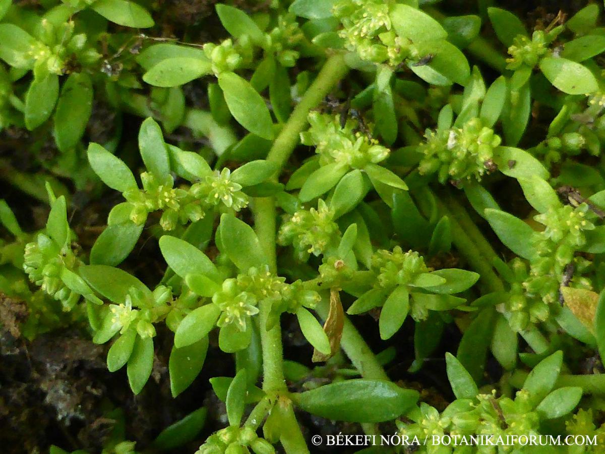 Herniaria glabra L.