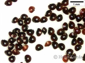 Herniaria glabra L. 3.Image