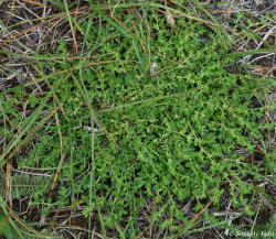 Herniaria glabra L. 2.Image