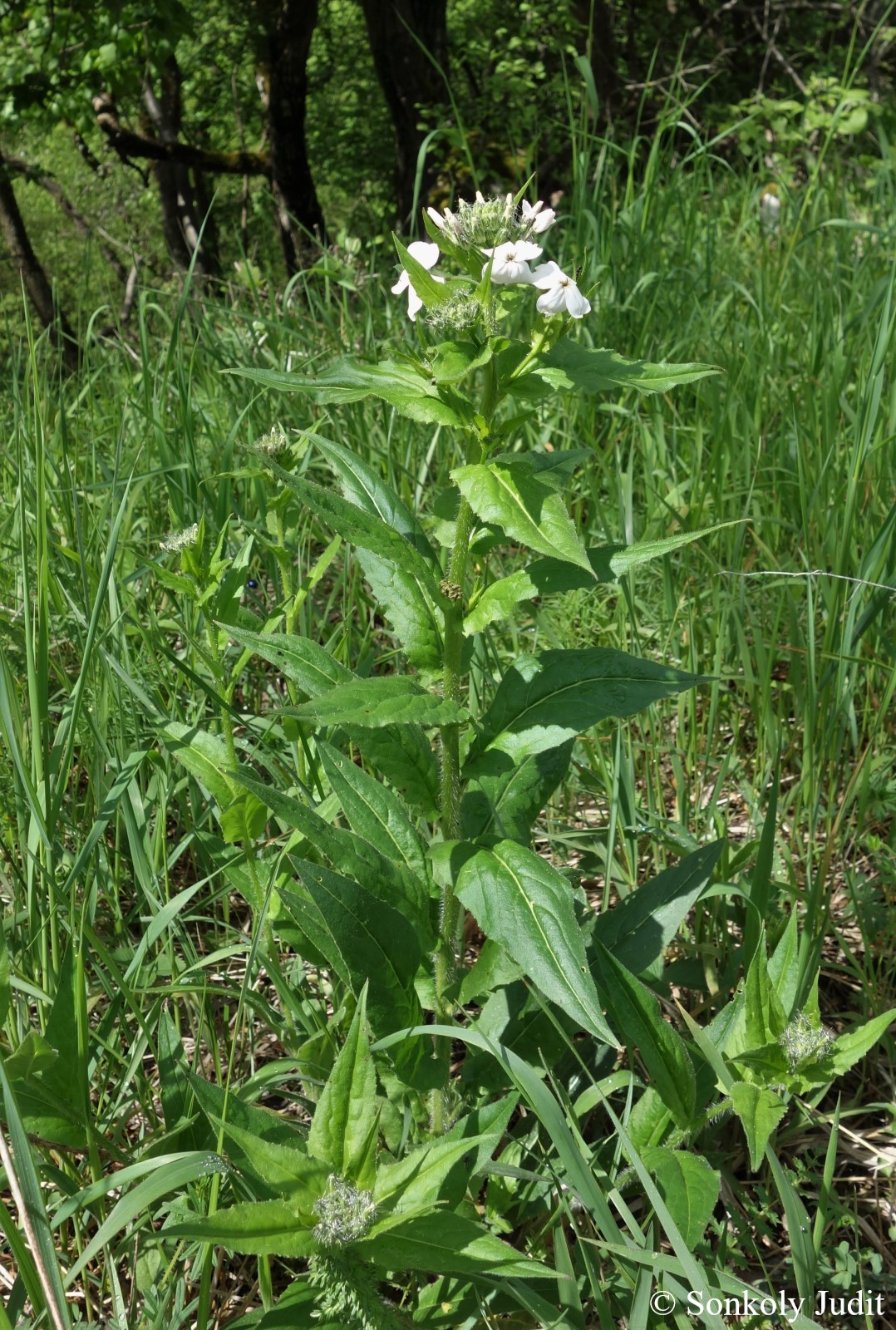 Hesperis matronalis L.