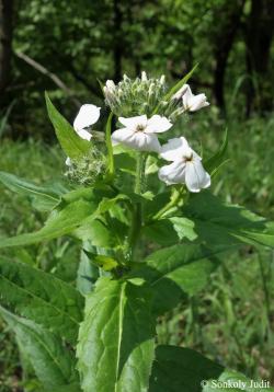 Hesperis matronalis L. 2.Image
