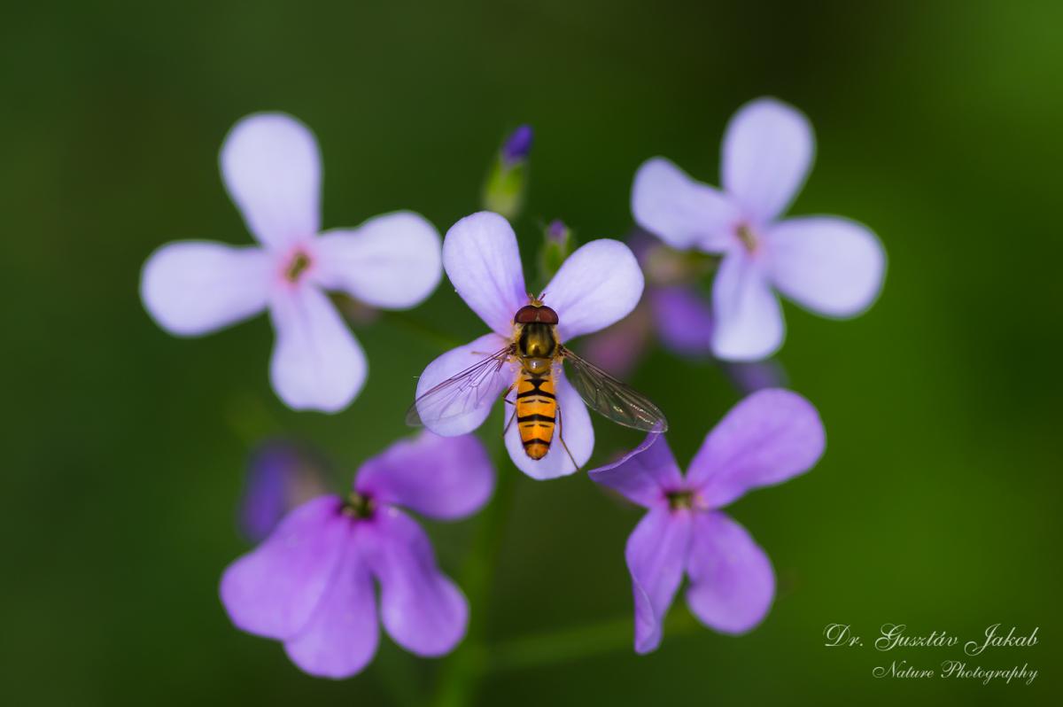 Hesperis sylvestris Crantz