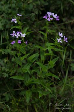 Hesperis sylvestris Crantz 2.Image