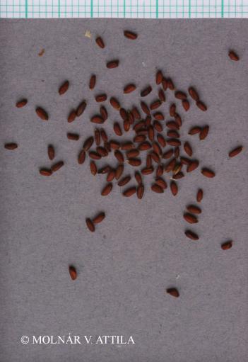Hesperis sylvestris Crantz 3.Image