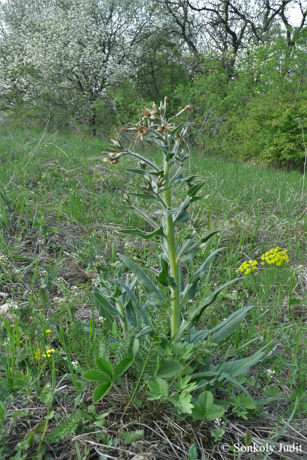 Hesperis tristis L.