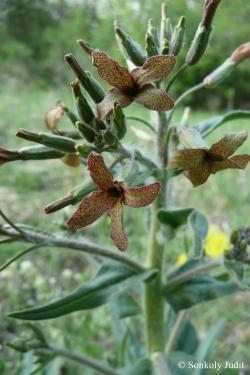 Hesperis tristis L. 2.Image
