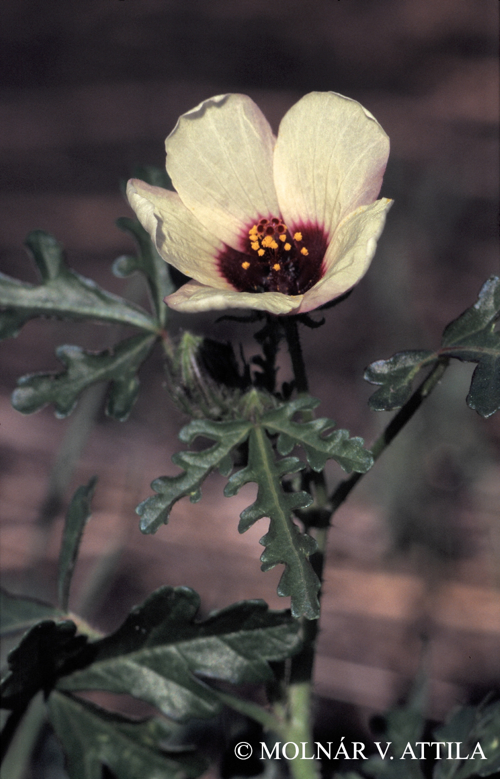 Hibiscus trionum L.