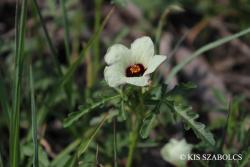 Hibiscus trionum L. 2.Image