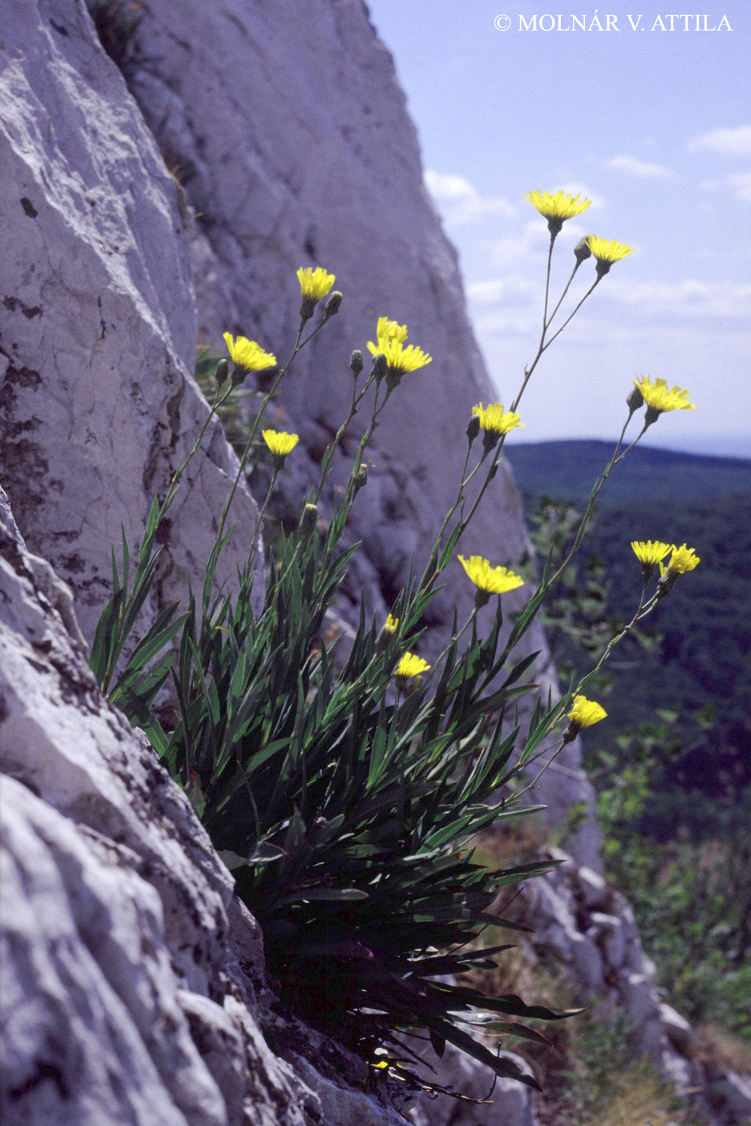 Hieracium bupleuroides C.C. Gmel.