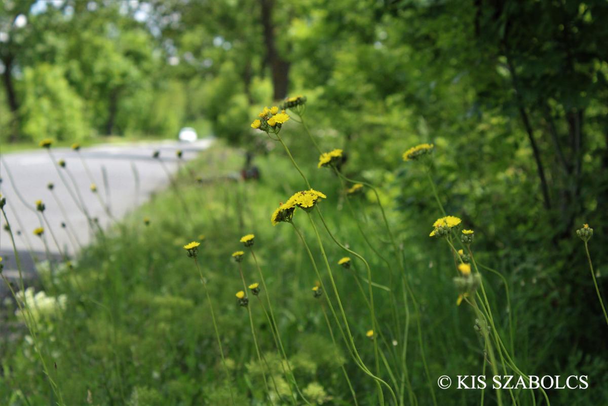 Hieracium cymosum L.