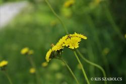 Hieracium cymosum L. 2.Kép