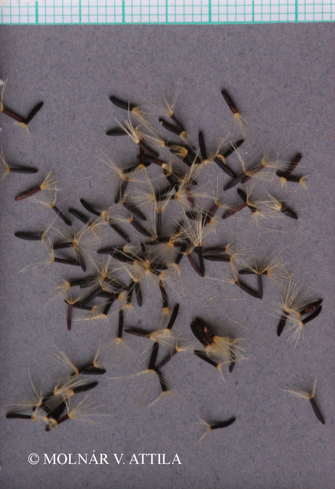 Hieracium lachenalii C.C. Gmel.