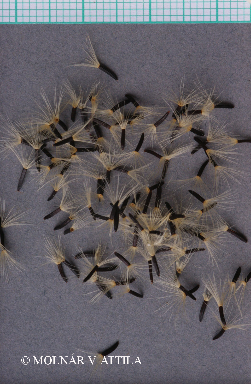 Hieracium murorum L.