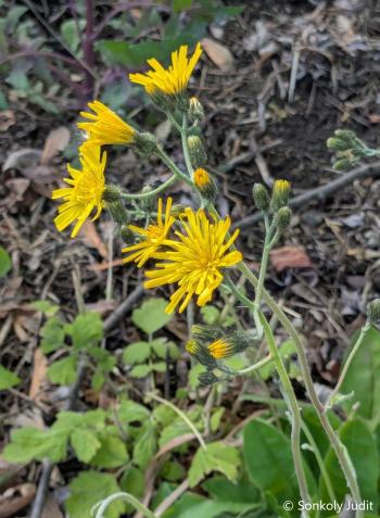 Hieracium murorum L. 2.Kép
