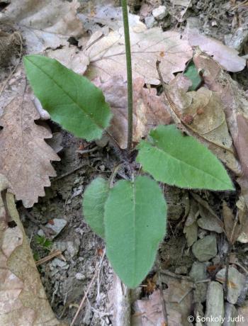 Hieracium murorum L. 3.Kép