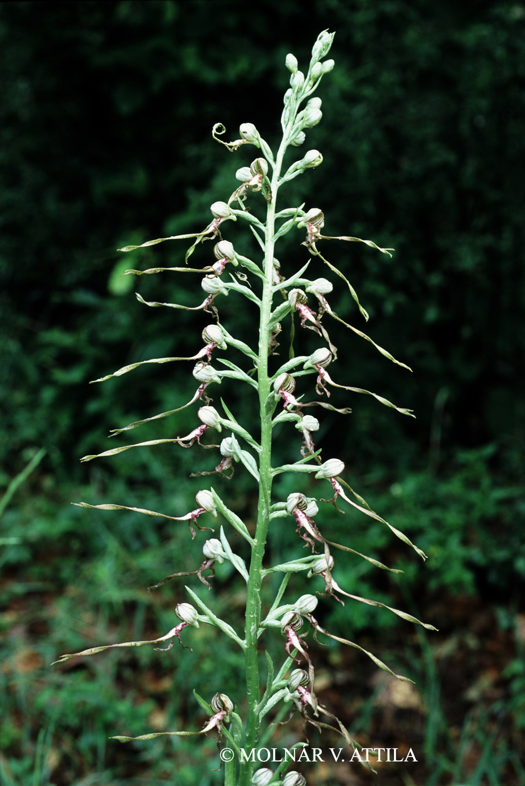 Himantoglossum adriaticum H. Baumann