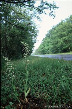 Himantoglossum adriaticum H. Baumann 2.Image