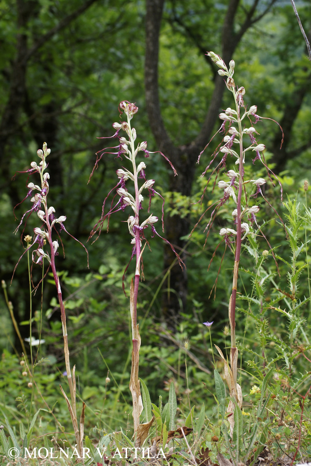 Himantoglossum jankae (M. Bieb.) Somlyay, Kreutz et Óvári