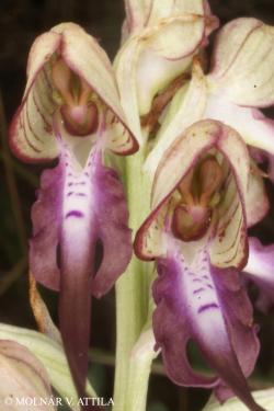 Himantoglossum jankae (M. Bieb.) Somlyay, Kreutz et Óvári 2.Image