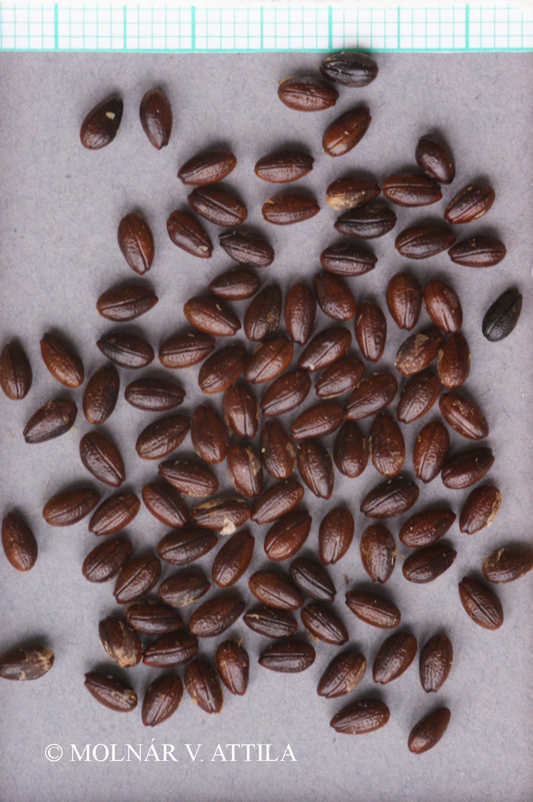 Hippophae rhamnoides L.