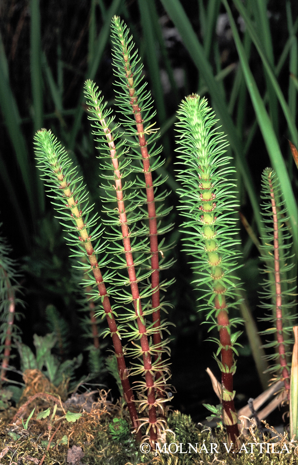 Hippuris vulgaris L.