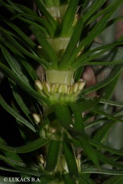 Hippuris vulgaris L. 3.Image