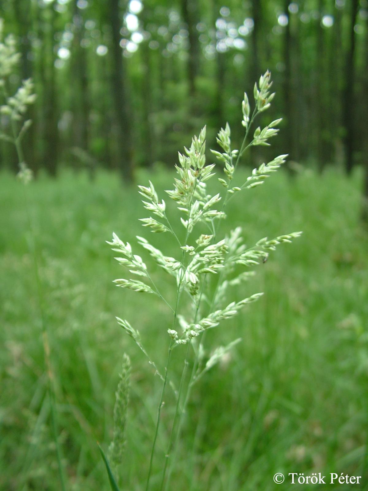 Holcus lanatus L.