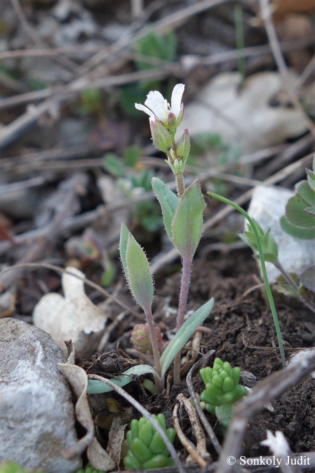 Holosteum umbellatum L.