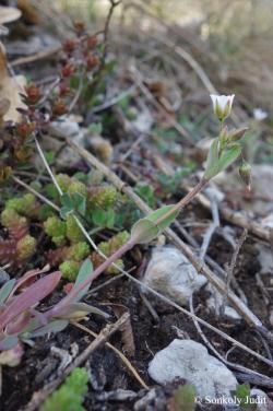 Holosteum umbellatum L. 2.Image