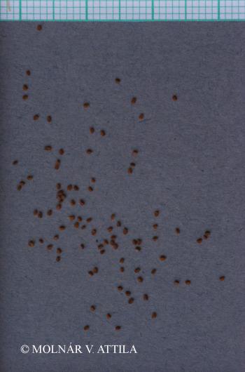 Holosteum umbellatum L. 3.Image