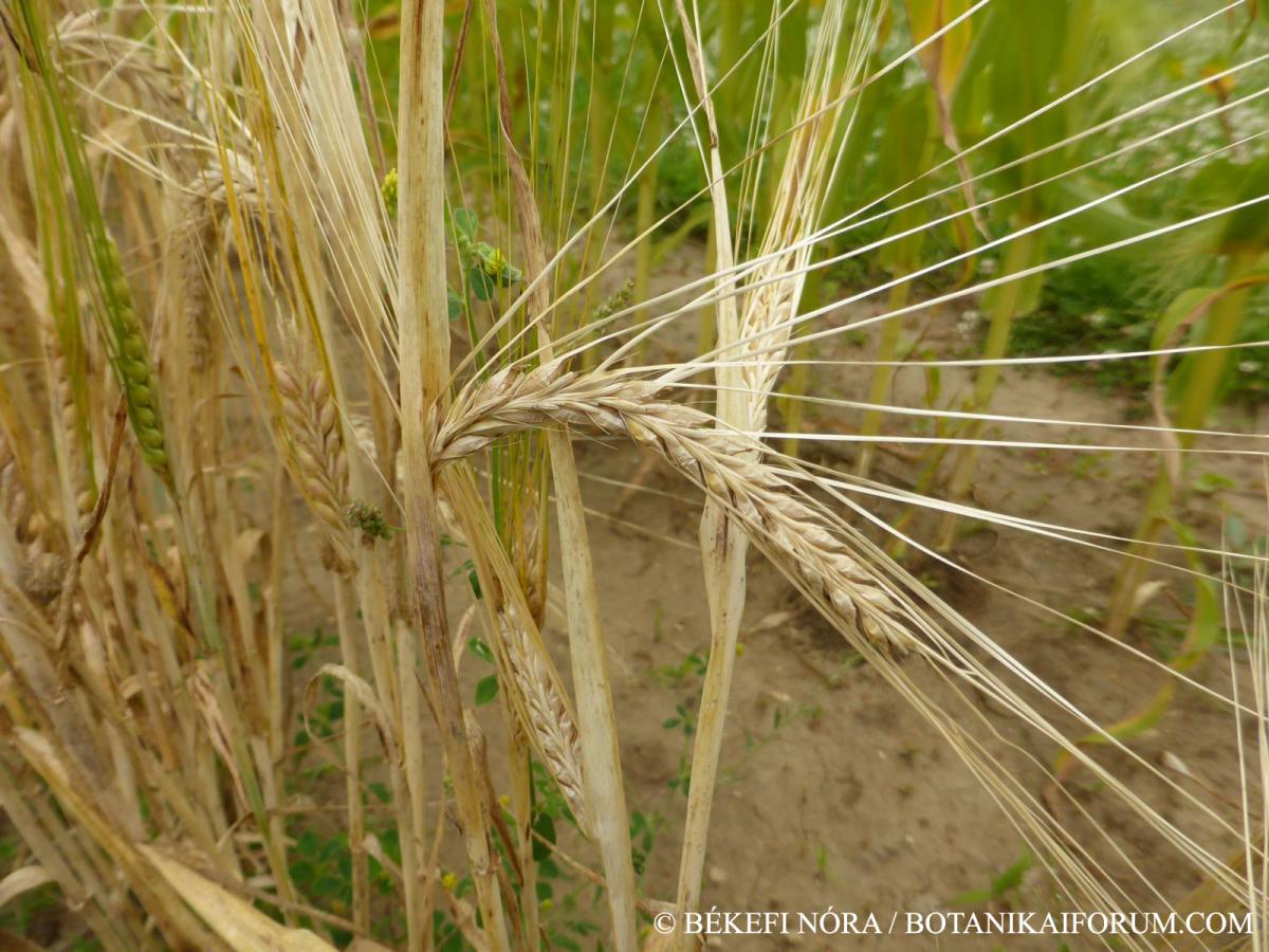 Hordeum distichon L.