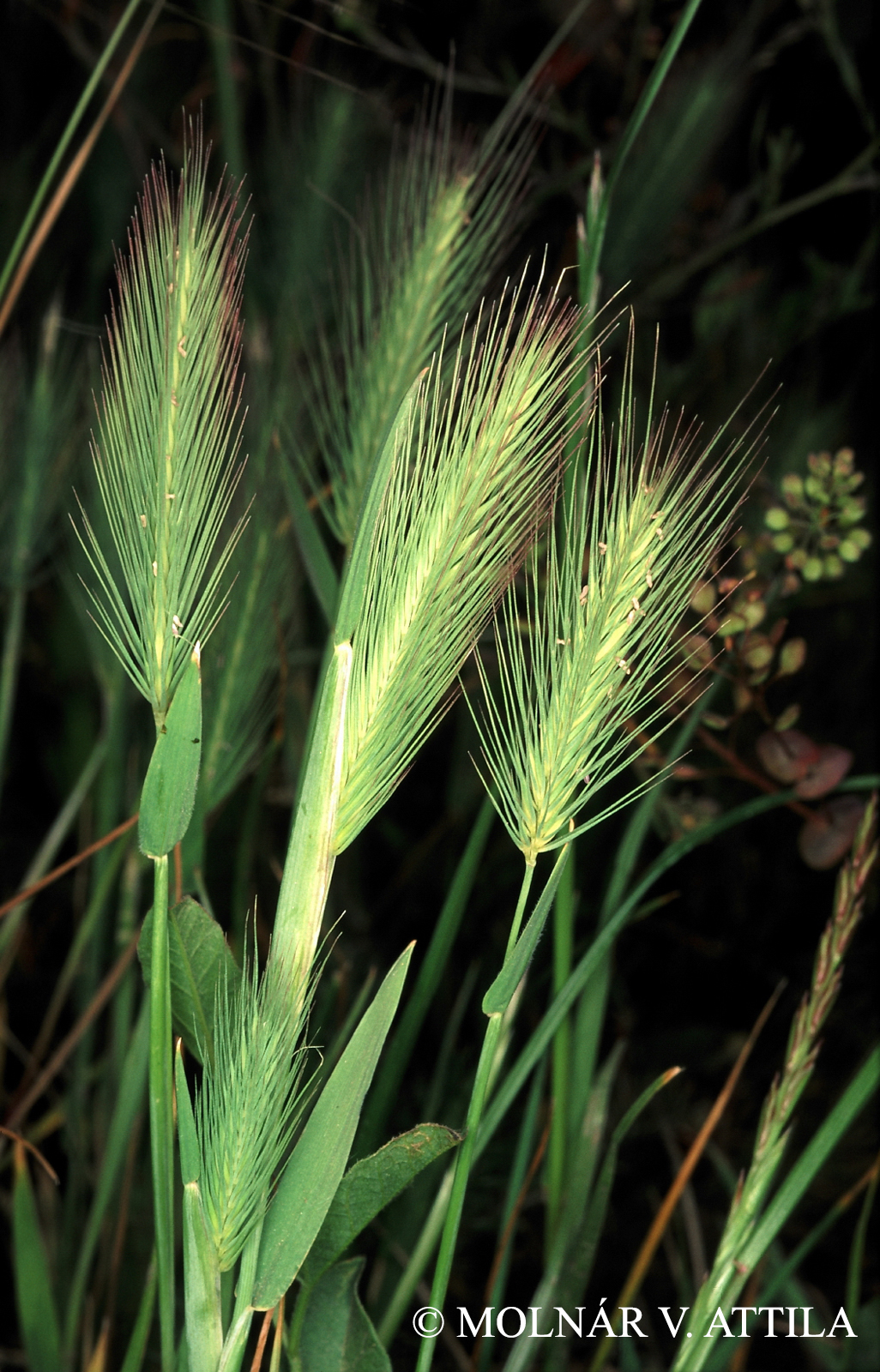 Hordeum hystrix Roth