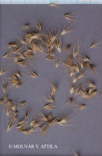 Hordeum hystrix Roth 3.Image