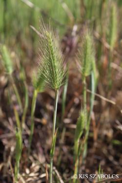 Hordeum hystrix Roth 2.Image