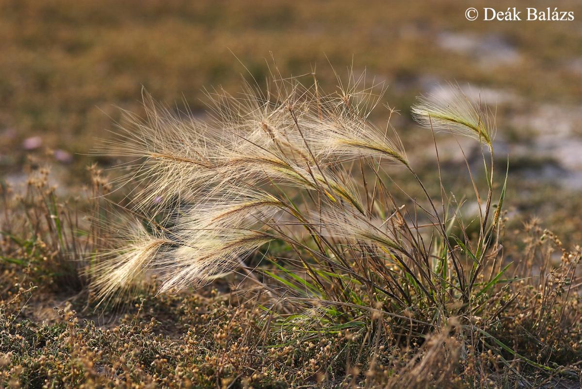 Hordeum jubatum L.