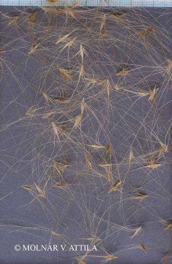 Hordeum jubatum L. 2.Image