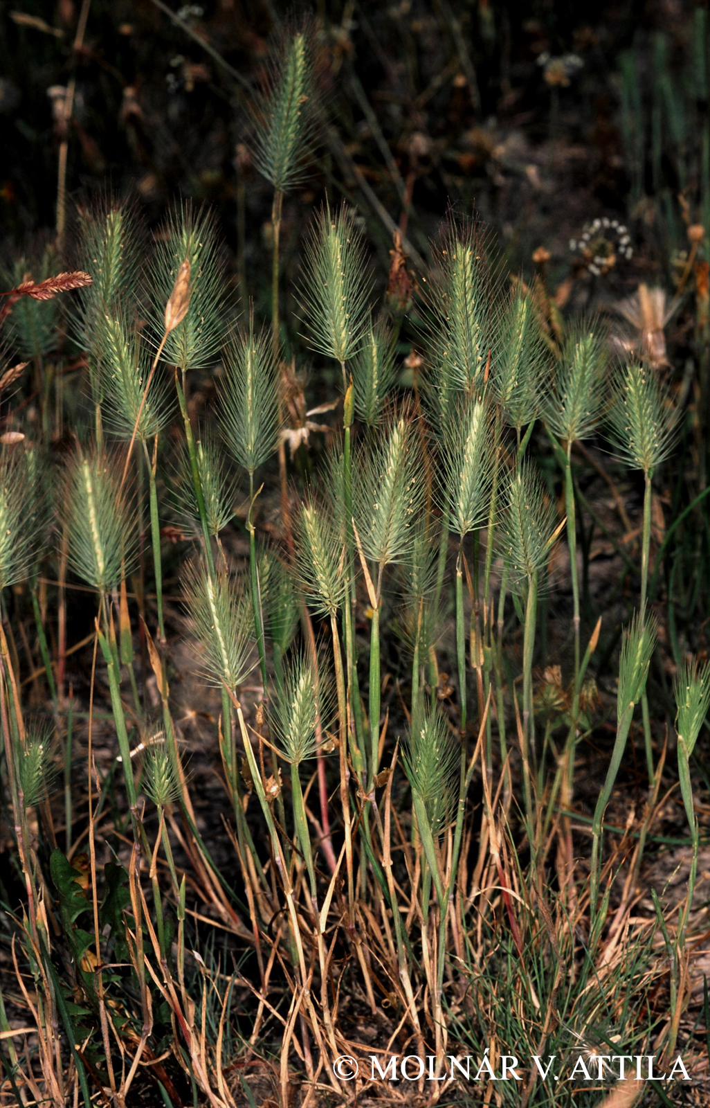 Hordeum marinum Huds.