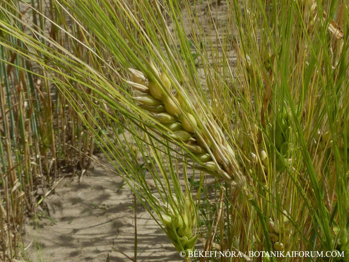 Hordeum vulgare L.