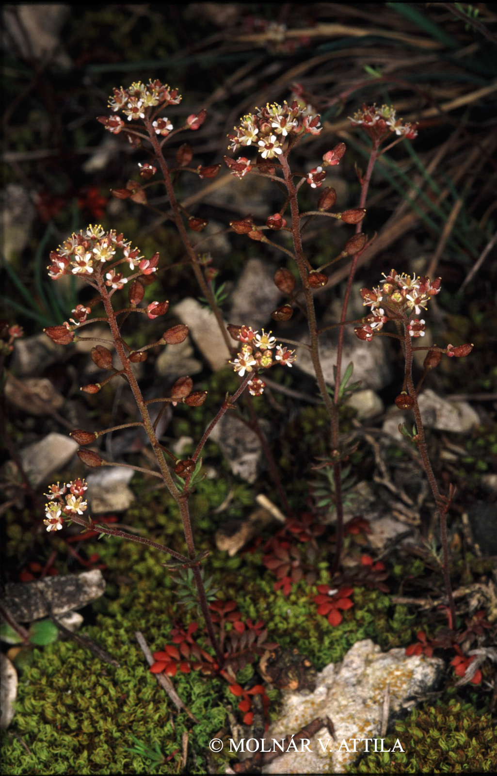 Hornungia petraea (L.) Rchb.