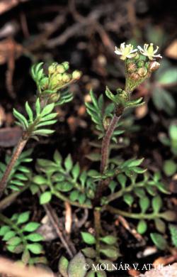 Hornungia petraea (L.) Rchb. 2.Image